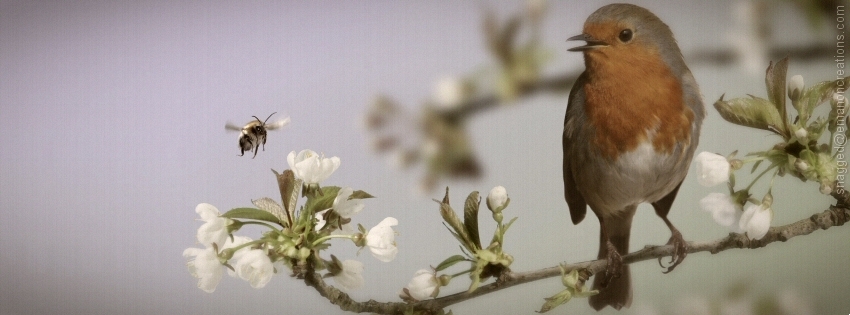 Bird 012 Facebook Timeline Cover