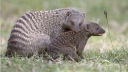 African Mongoose Wp 01