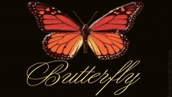 Butterfly Delight Wp