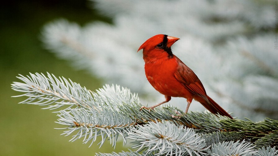 Cardinal Bird Wp 01
