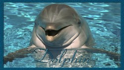Dolphin Laugh Wp