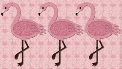Flamingo Pink Wp