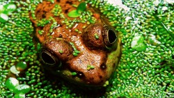 Frog Wp 04