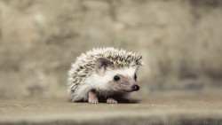 Hedgehog Wp 01