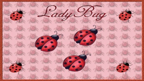 Ladybug Fun Wp