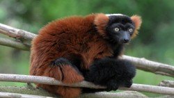 Lemur Wp 01