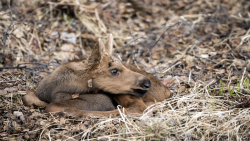 Moose Calf Wp 01 