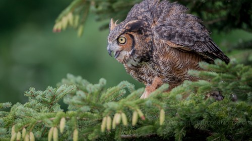 Owl Wp 006