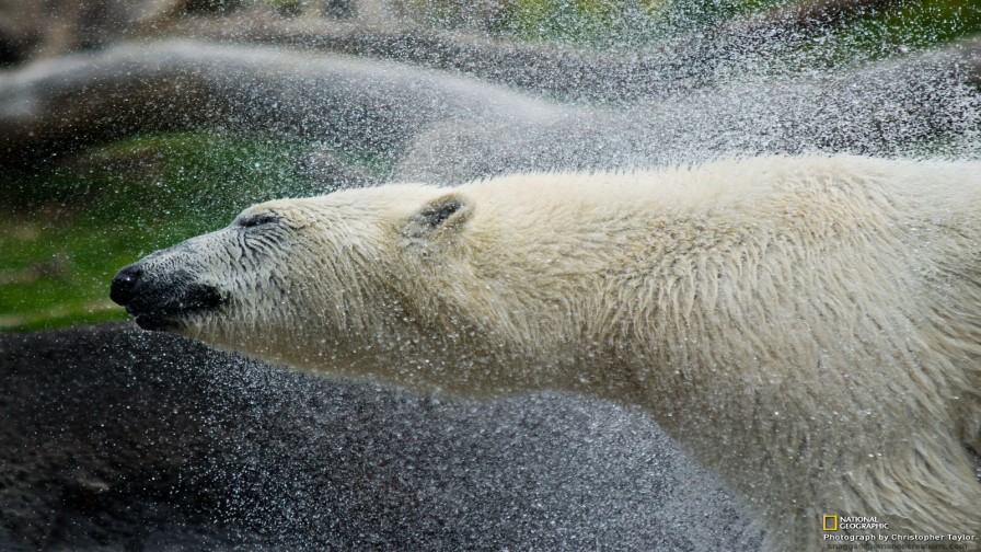 Polar Bear Wp 01