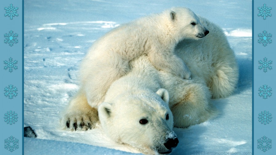 Polar Bears Hd Wp