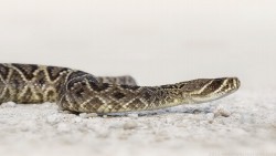 Snake Wp 03