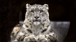 Snow Leopard Wp 01