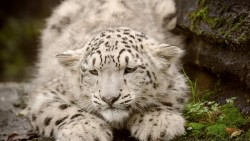 Snow Leopard Wp 02