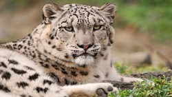 Snow Leopard Wp 04