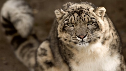 Snow Leopard Wp 05