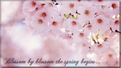 Spring Blossoms 01 Hd Wp