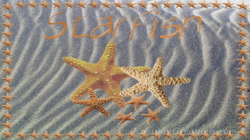 Starfish Wp