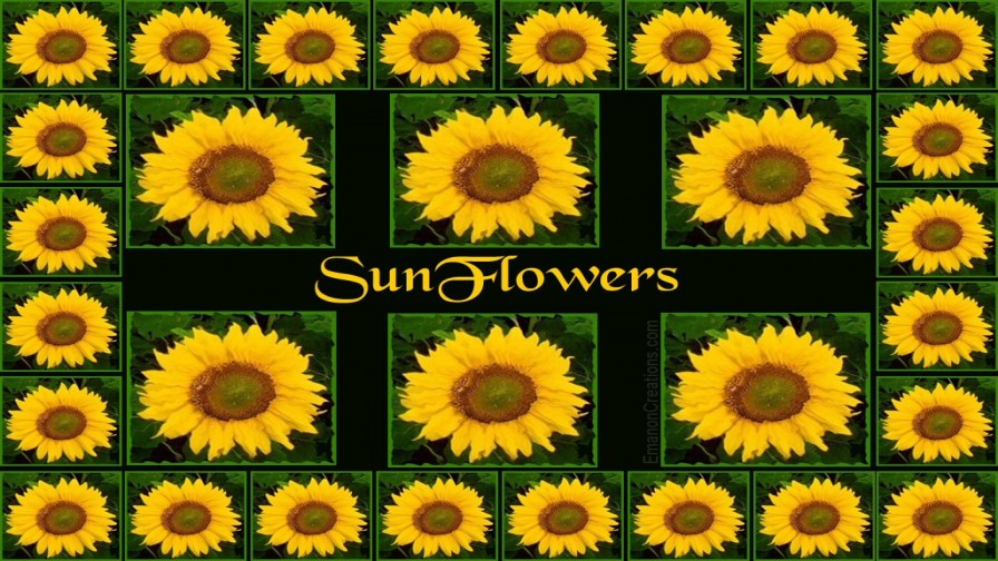 Sunflower02 Wp