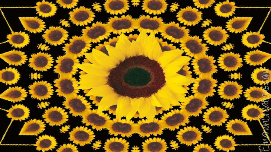 Sunflowerburst Wp