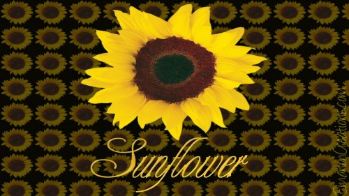 Sunflowerfun Wp