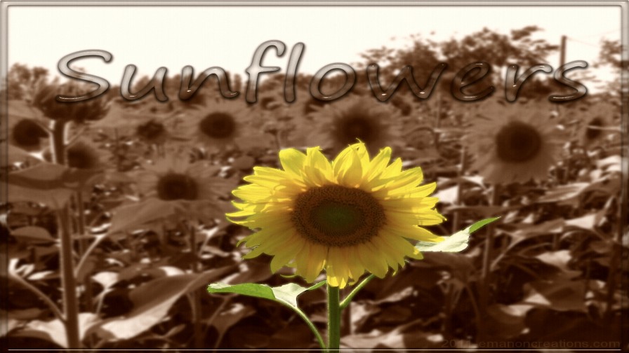 Sunflowers Wp