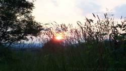 Sunsetbehindgrass Wp