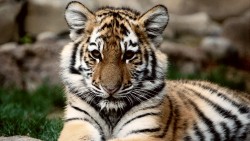 Tiger Cub Wp 01
