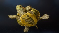 Turtle Wp 01