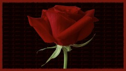 Valentine Rose Love Hd Wp