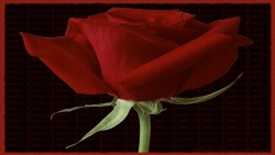 Valentine Rose Love Wp