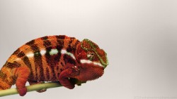 Chameleon Wp 03