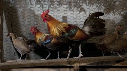 Chickens Roosters Wp 01