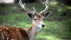 Deer Wp 06