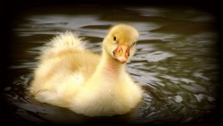 Duckling Wp 01