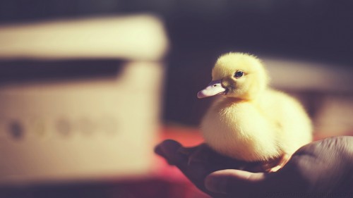 Duckling Wp 02