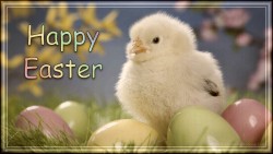 Easter Chick Hd Wp