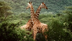 Giraffe Wp 01