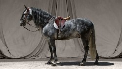 Horse Wp 16