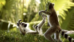 Lemur Wp 04