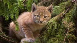 Lynx Cub Wp 01