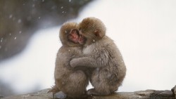 Macaque Monkey  Wp 01