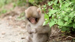 Macaque Monkey  Wp 03