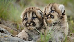 Mountain Lion Cubs Wp 01