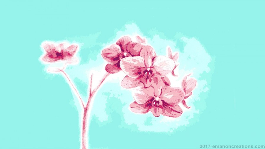 Orchids Wp 01