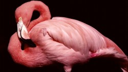 Pink Flamingo 01