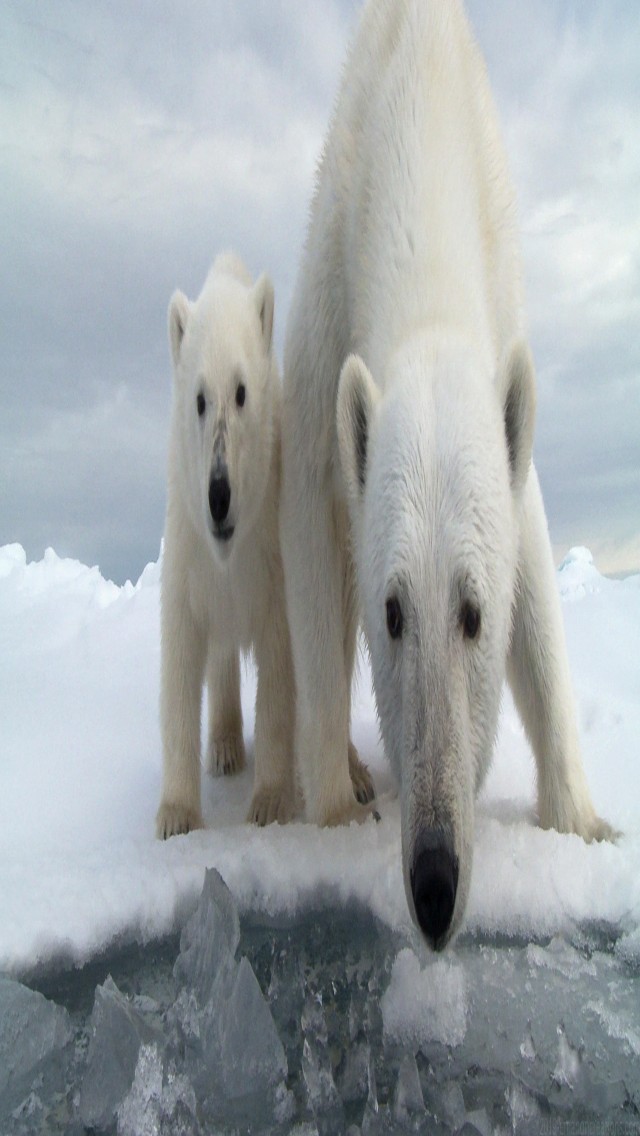 Polar Bear Wp 08