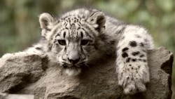 Snow Leopard Cub 01