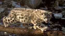 Snow Leopard Wp 03