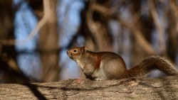 Squirrel Wp 09