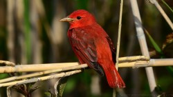 Summer Tanager Wp 01